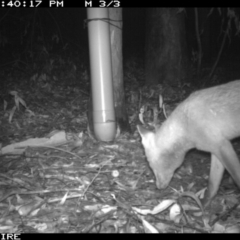 Vulpes vulpes (Red Fox) at Tomerong, NSW - 11 Mar 2020 by simon.slater