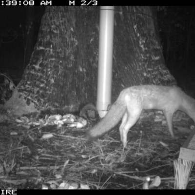 Vulpes vulpes (Red Fox) at Basin View, NSW - 11 Mar 2020 by simon.slater
