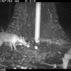 Vulpes vulpes at Basin View, NSW - 11 Mar 2020 05:57 AM