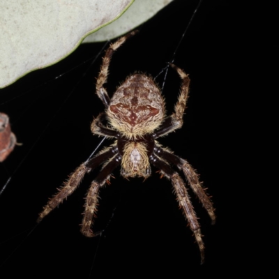 Hortophora transmarina (Garden Orb Weaver) at Mollymook Beach, NSW - 20 Mar 2020 by jbromilow50