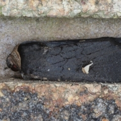 Proteuxoa cinereicollis (A noctuid or owlet moth) at Mollymook Beach, NSW - 20 Mar 2020 by jbromilow50