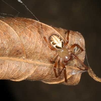Phonognatha graeffei (Leaf Curling Spider) at Mollymook Beach Bushcare - 20 Mar 2020 by jb2602