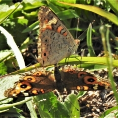 Junonia villida (Meadow Argus) at Kambah, ACT - 23 Mar 2020 by JohnBundock