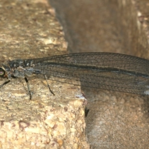 Myrmeleontidae (family) at Mollymook Beach, NSW - 20 Mar 2020 10:44 PM