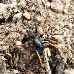 Zodariidae (family) (Unidentified Ant spider or Spotted ground spider) at Tuggeranong DC, ACT - 23 Mar 2020 by JohnBundock