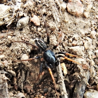 Zodariidae (family) (Ant spider or Spotted ground spider) at Tuggeranong DC, ACT - 23 Mar 2020 by JohnBundock