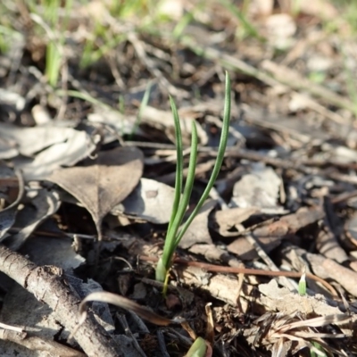 Diuris chryseopsis (Golden Moth) at Cook, ACT - 22 Mar 2020 by CathB