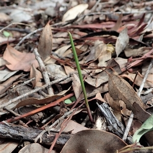 Lyperanthus suaveolens at Point 4081 - suppressed