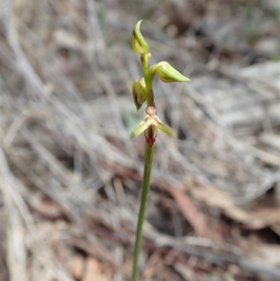 Corunastylis cornuta (Horned Midge Orchid) at Aranda, ACT - 23 Mar 2020 by CathB