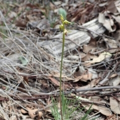 Corunastylis cornuta at Aranda, ACT - suppressed