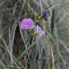 Glycine clandestina (Twining Glycine) at Theodore, ACT - 23 Mar 2020 by Owen