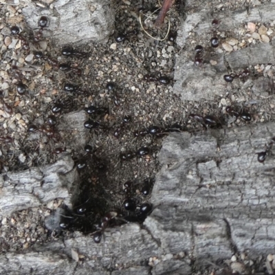 Papyrius nitidus (Shining Coconut Ant) at Theodore, ACT - 13 Feb 2020 by Owen