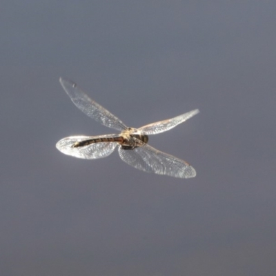 Hemicordulia tau (Tau Emerald) at Downer, ACT - 19 Mar 2020 by AlisonMilton