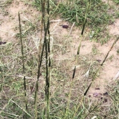 Sporobolus sp. at Garran, ACT - 23 Mar 2020