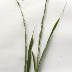 Ehrharta erecta (Panic Veldtgrass) at Hughes, ACT - 7 Mar 2020 by ruthkerruish