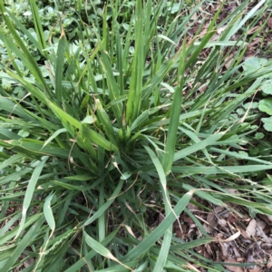 Ehrharta erecta at Hughes, ACT - 8 Mar 2020