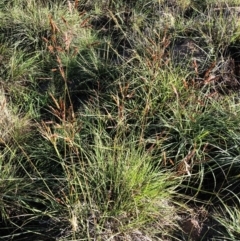 Sorghum leiocladum (Wild Sorghum) at Hughes, ACT - 18 Mar 2020 by ruthkerruish