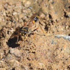 Sceliphron formosum (Formosum mud-dauber) at Dickson, ACT - 20 Mar 2020 by AlisonMilton