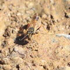 Sceliphron formosum at Dickson, ACT - 20 Mar 2020 11:30 AM