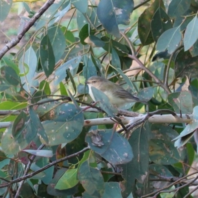 Smicrornis brevirostris (Weebill) at Deakin, ACT - 20 Mar 2020 by JackyF