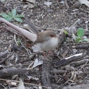 Malurus cyaneus at Deakin, ACT - 20 Mar 2020