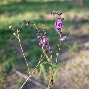 Glycine clandestina at Hughes, ACT - 20 Mar 2020