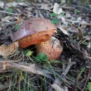 zz bolete at Deakin, ACT - 20 Mar 2020