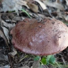 zz bolete at Deakin, ACT - 20 Mar 2020