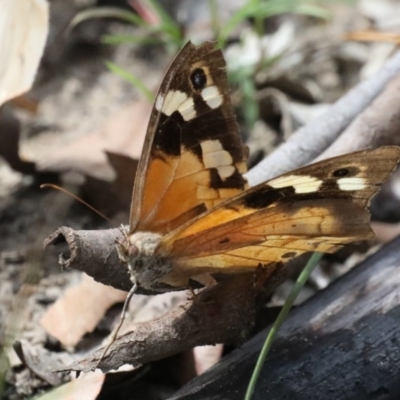 Heteronympha merope (Common Brown Butterfly) at Dolphin Point, NSW - 21 Mar 2020 by jbromilow50