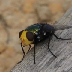 Amenia sp. (genus) (Yellow-headed Blowfly) at Mollymook Beach, NSW - 21 Mar 2020 by jbromilow50