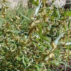 Xanthium spinosum (Bathurst Burr) at Theodore, ACT - 23 Mar 2020 by VeraKurz