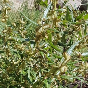 Xanthium spinosum at Theodore, ACT - 23 Mar 2020 11:28 AM