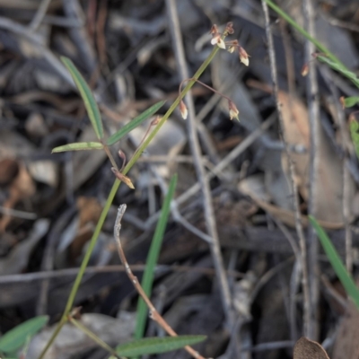 Grona varians (Slender Tick-Trefoil) at Hughes, ACT - 23 Mar 2020 by JackyF