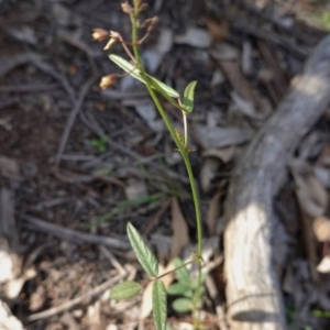 Grona varians at Hughes, ACT - 23 Mar 2020 05:52 PM