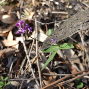 Glycine tabacina at Hughes, ACT - 23 Mar 2020