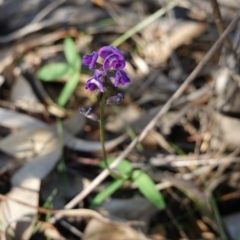 Glycine tabacina at Hughes, ACT - 23 Mar 2020 06:00 PM