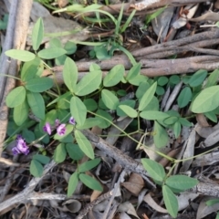 Glycine tabacina at Hughes, ACT - 23 Mar 2020 06:00 PM