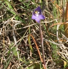 Thelymitra pauciflora (Slender Sun Orchid) at Murrumbateman, NSW - 30 Oct 2019 by ALCaston