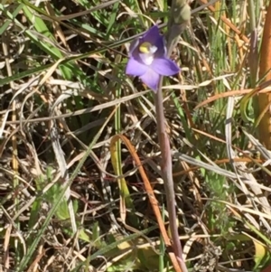 Thelymitra pauciflora at Murrumbateman, NSW - suppressed