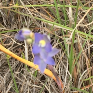 Thelymitra pauciflora at Murrumbateman, NSW - suppressed