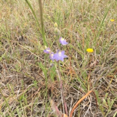 Thelymitra pauciflora at Murrumbateman, NSW - suppressed