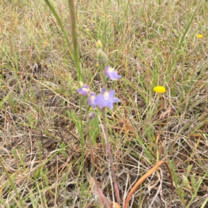 Thelymitra pauciflora at Murrumbateman, NSW - 30 Oct 2019