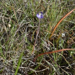 Thelymitra pauciflora at Murrumbateman, NSW - suppressed