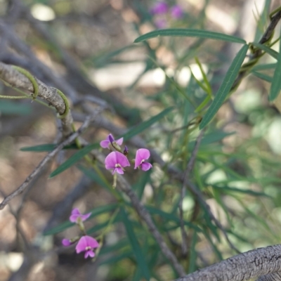 Glycine clandestina (Twining Glycine) at Hughes, ACT - 23 Mar 2020 by JackyF