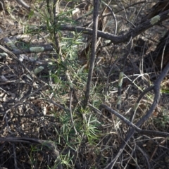 Glycine clandestina at Hughes, ACT - 23 Mar 2020 05:47 PM