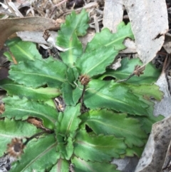 Solenogyne dominii (Smooth Solenogyne) at Murrumbateman, NSW - 8 Sep 2019 by ALCaston