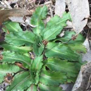 Solenogyne dominii at Murrumbateman, NSW - 8 Sep 2019 12:03 PM