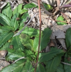 Solenogyne dominii at Murrumbateman, NSW - 8 Sep 2019 12:03 PM