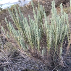 Lavandula stoechas (Spanish Lavender or Topped Lavender) at Mongarlowe, NSW - 23 Mar 2020 by LisaH