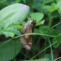 Toxidia doubledayi (Lilac Grass-skipper) at Mongarlowe River - 23 Mar 2020 by LisaH